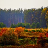 Осень :: Андрей Афонасьев