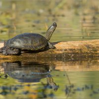 Черепаха болотная :: Анна Солисия Голубева
