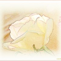 Нежность розы :: Лидия (naum.lidiya)