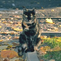 Осенняя кошка :: Daria Sergeevna