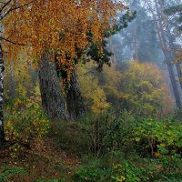 Еще осенний, сонный лес... :: Юрий Морозов