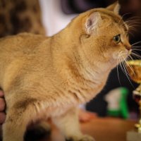 На выставке кошек в Минске :: Nonna 