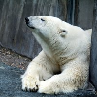 Белый Медведь :: Georg Förderer