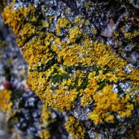 Lichenes vs. Bryophyta :: OzMann 