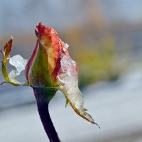 Зимняя роза. :: Нина Штейнбреннер
