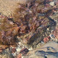 морская трава :: виктория коробчук