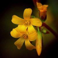 Oxalis ortgiesii. :: Alexander Andronik