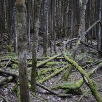 Тихо в лесу... :: Медведев Сергей 