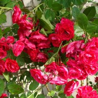 Вьющяяся роза :: laana laadas