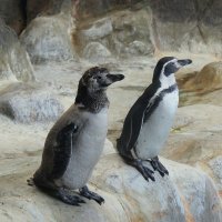 Ходят парами пингвины. :: Маргарита ( Марта ) Дрожжина