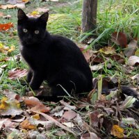 Черный кот в рыжей осени :: Наталья Серегина