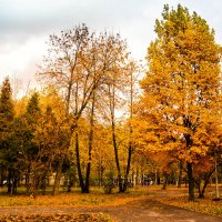 Золотая осень :: Анна Щербакова