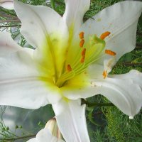 Белая   лилия  всегда  нежна  и благоуханна! :: Valentina Lujbimova [lotos 5]