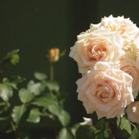 Розы :: Наталья Крылова