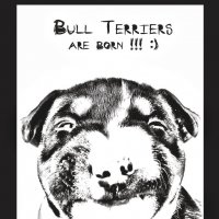 Bull Terriers are born! :: Eva Lancer