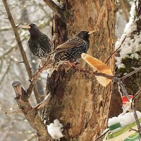 Хоть хлебушком перебиться! :: Ольга Бузунова