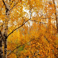 Золотая Осень :: Алексей Лукаев