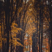 Осенний лес :: Виктория 