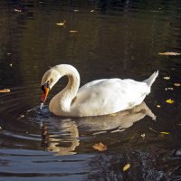 Autumnal Swan :: Roman Ilnytskyi