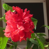 Гибискус цветет :: leoligra 