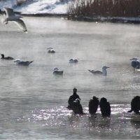 Утро на Карасуне :: Анна Гиперборея