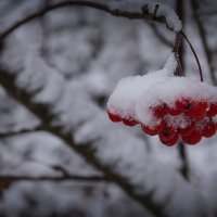 Первый снег )) :: Наталия Тугаринова