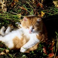 Осенний кот. :: Елизавета Успенская