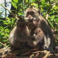 Sangeh Monkey Forest Bali :: Anna Kramchatkina