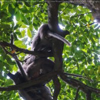 Sangeh Monkey Forest Bali :: Anna Kramchatkina