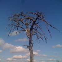 одинокое старое дерево :: Валерий 