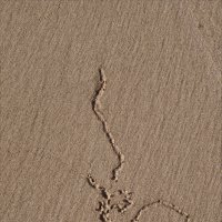 Автограф червя на прибрежном песке :: NICKIII Михаил Г.