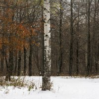 Зима нагрянула нежданно :: Юрий Митенёв