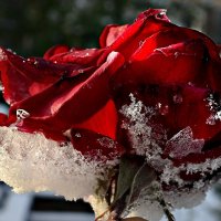 Осенняя роза замёрзшая.... :: galina tihonova