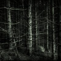 Темный лес(Норвежский)) :: Николай 