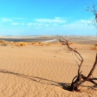 Осень в пустыне :: Рустам Моллаев