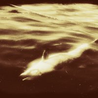 Балаклавский дельфин :: Тома Вахрулина