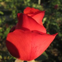 Роза в октябре... :: Тамара (st.tamara)