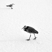 Птицы на льду :: Андрей Крючков