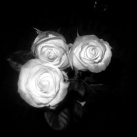 Розы :: laana laadas