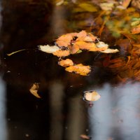 Листья на воде и под водой :: Ilona An