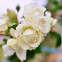 Белые розы, беззащитные шипы.....) :: Stas 