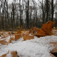 Снег жёлтй лист :: Леонид Гришин 