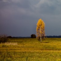 Во поле берёзонька стояла :: Алексей Окунеев