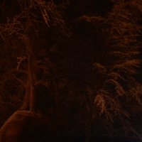 Ночь черна, а деревья красные :: Медведев Сергей 