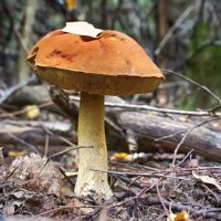 Лесной мир ( гриб-подберезовик ) :: марк 