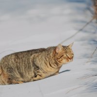 Котэ 5 :: Владимир Плужников