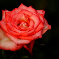 Эквадорская роза :: Igor Khmelev
