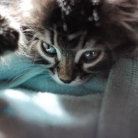 My little kitty :: Юлия 