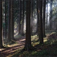 В лесу :: Надежда Лаврова