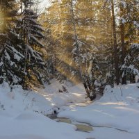 Зимний лес :: vladimir Bormotov